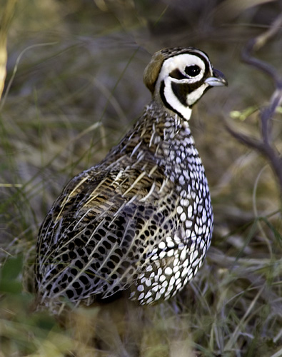 Montezuma Quail